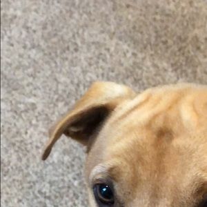 Meet your Posher, Abby